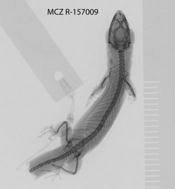 Media type: image;   Herpetology R-157009